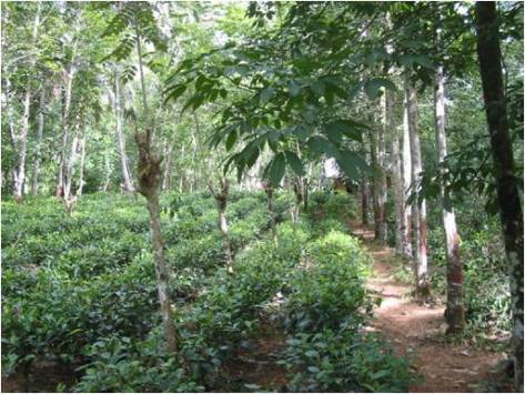 Inga agroforest as we plan to have in place by 2015