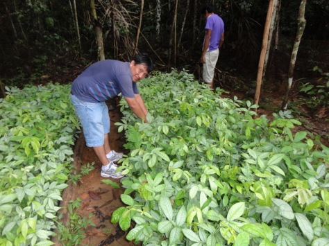 Rodrigo Flores is a forestry technician helping manage the production of seedlings. Rodrigo is based at Herencia and is helping ensure that we have healthy seedlings to establish our agroforest plots