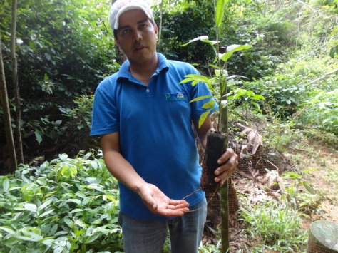 Rolman Velarde, our agroforest manager based at Herencia. Rolman has overall responsibility for overseeing the seedling nurseries and developing agroforest plots. Together with Jazmin he also plays an essential role in liaising and developing our relationships with each community